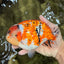 CHUBBY AAA Grade Diamond Scale Tricolor  Ranchu Male 5.5-6 inches #101626RC_26