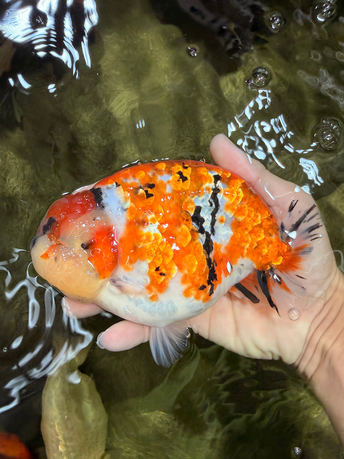 CHUBBY AAA Grade Diamond Scale Tricolor  Ranchu Male 5.5-6 inches #101626RC_26