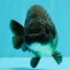 A Grade Black Ranchu Female 5.5 inches #072426RC_37