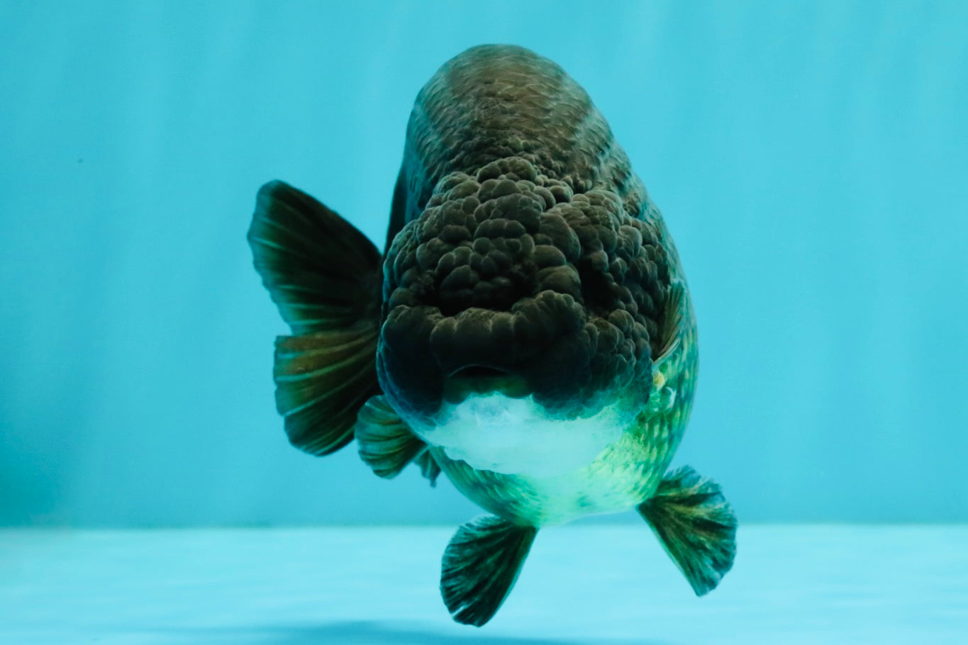 A Grade Black Ranchu Female 5.5 inches #072426RC_37