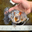 CHONKY AAA Grade Calico Kirin Oranda Male 5-5.5 inches #121225OR_03