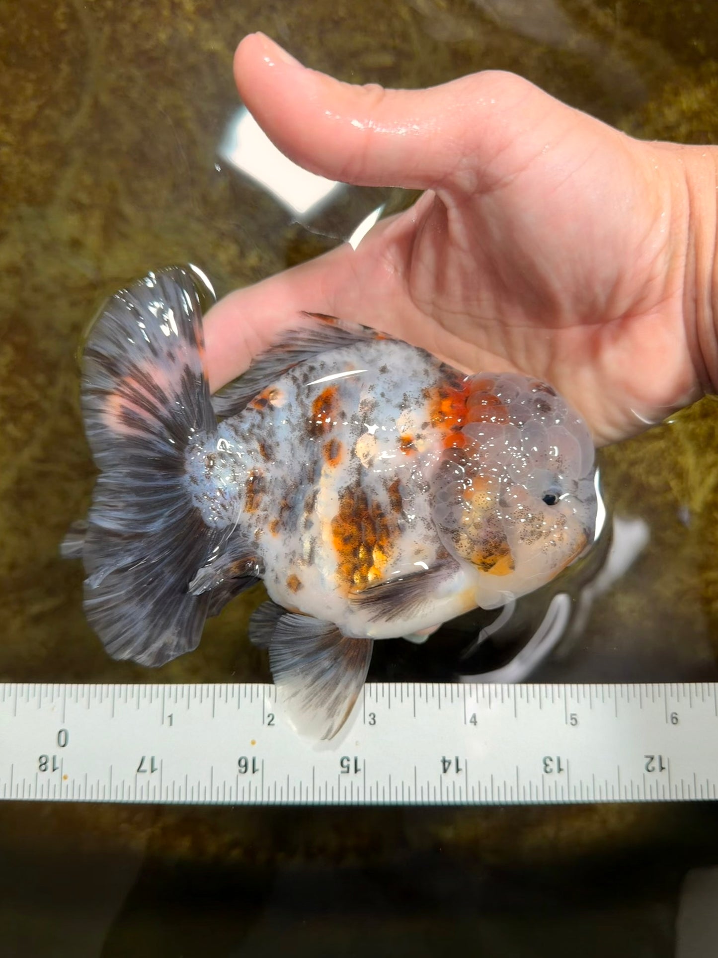 CHONKY AAA Grade Calico Kirin Oranda Male 5-5.5 inches #121225OR_03