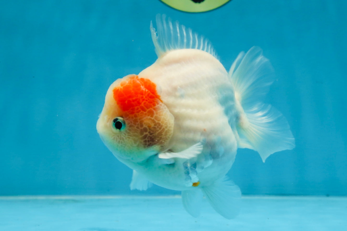 A Grade Sakura Yuanbao Male 4.5 inches #103125YB_01