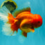 TOMATO AAA Grade Jumbo Broadtail Red Oranda Male 8.5-9 inches #072426OR_03
