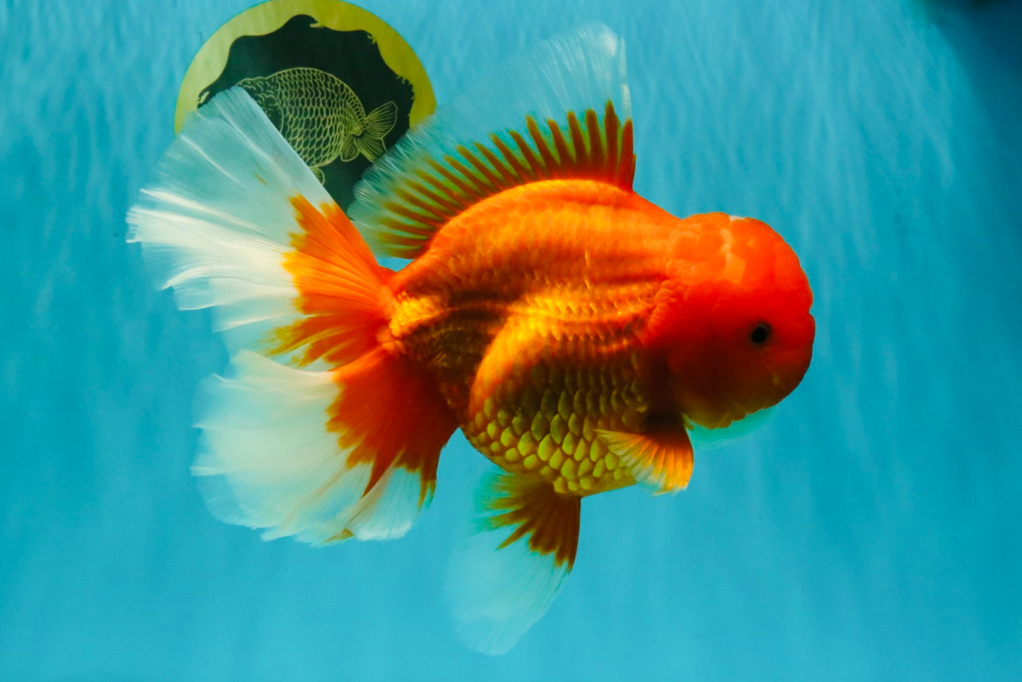 TOMATO AAA Grade Jumbo Broadtail Red Oranda Male 8.5-9 inches #072426OR_03