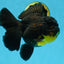 A Grade SPECIAL Apache Oranda Female 6-6.5 inches #091225OR_09