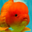 TOMATO AAA Grade Broadtail Red White Oranda Male 7.5-8 inches #071026OR_03