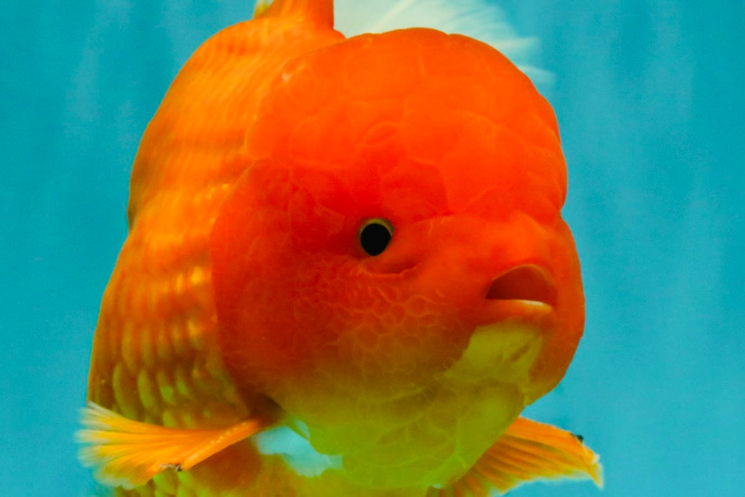 TOMATO AAA Grade Broadtail Red White Oranda Male 7.5-8 inches #071026OR_03