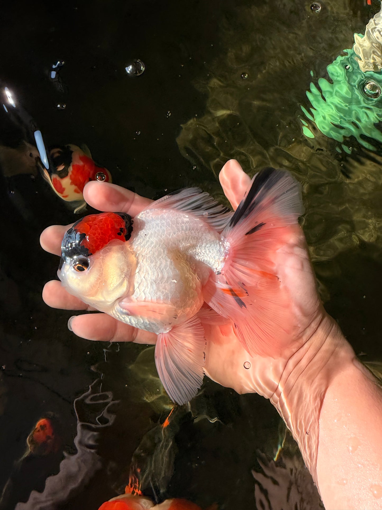 A Grade Tricolor Oranda Male 5.5 inches #030626OR_21