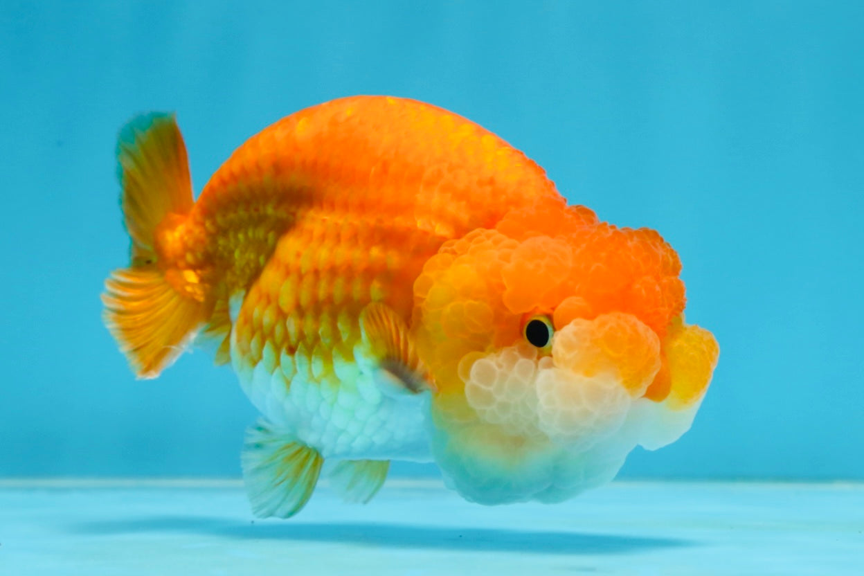 A Grade BIG WEN Red White LionQueen 4-4.5 inches #071125LC_02