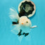 A Grade Royal Tricolor Oranda Male 5.5 inches #110124OR_20