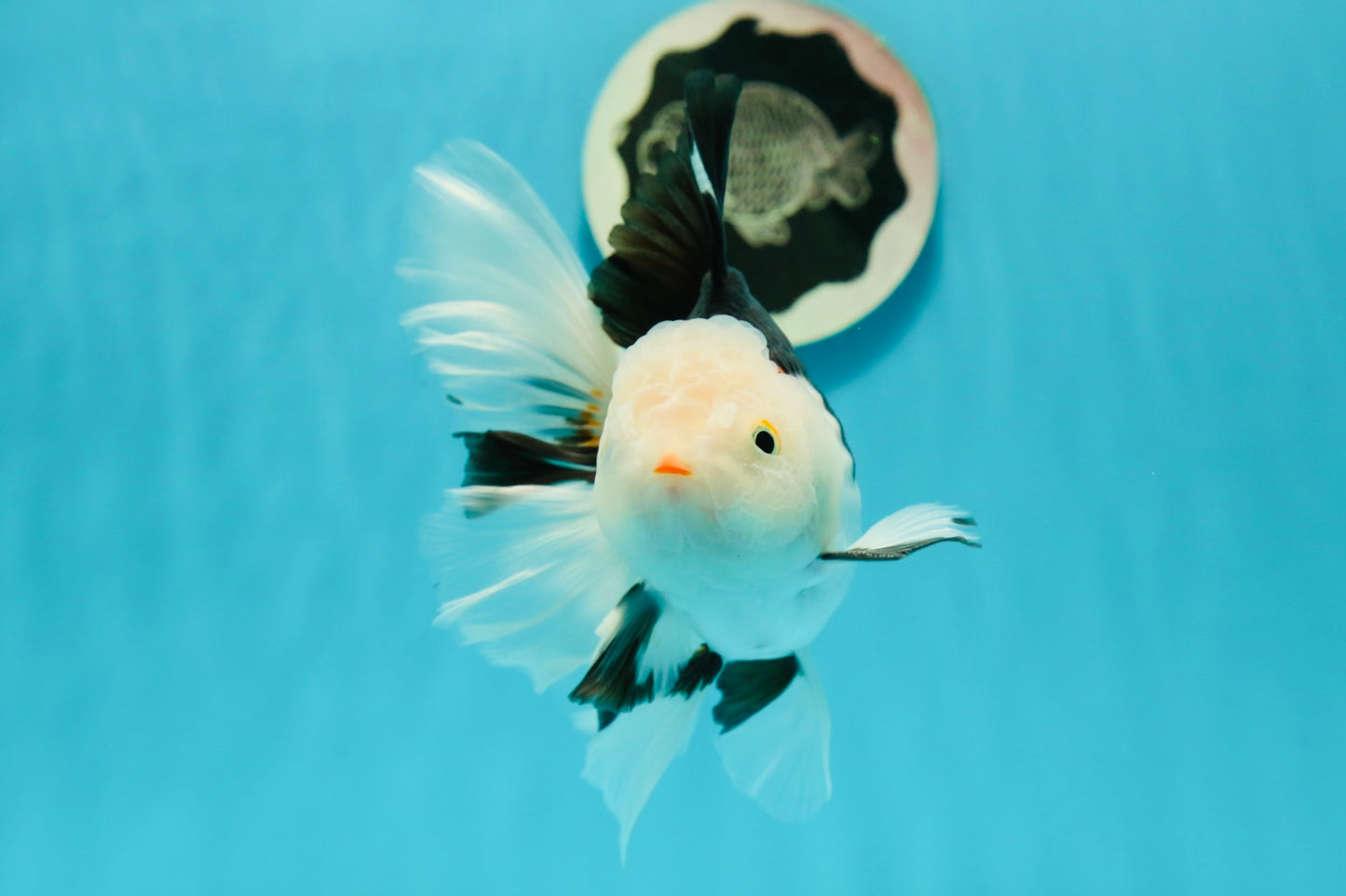 A Grade Royal Tricolor Oranda Male 5.5 inches #110124OR_20