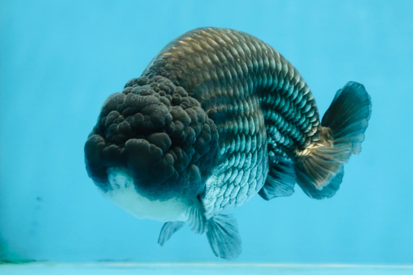 FLUFFY WEN A Grade Black Blue LionKing 5.5 inches #110725LC_16