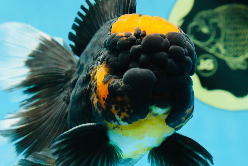 A Grade Lava Head Tricolor Oranda Male 5.5-6 inches #052325OR_08