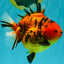 AAA Grade Tiger Yuanbao Female 5.5  inches #072426YB_29