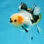 Tricolor Oranda Female 5.5 inches #100325OR_15
