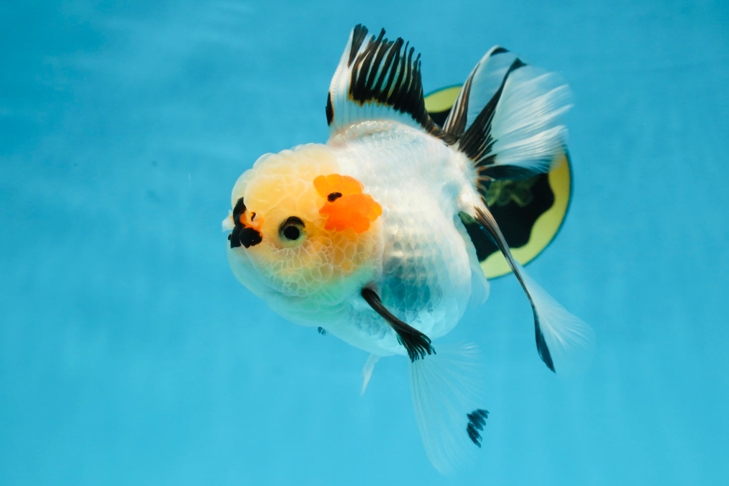 Tricolor Oranda Female 5.5 inches #100325OR_15