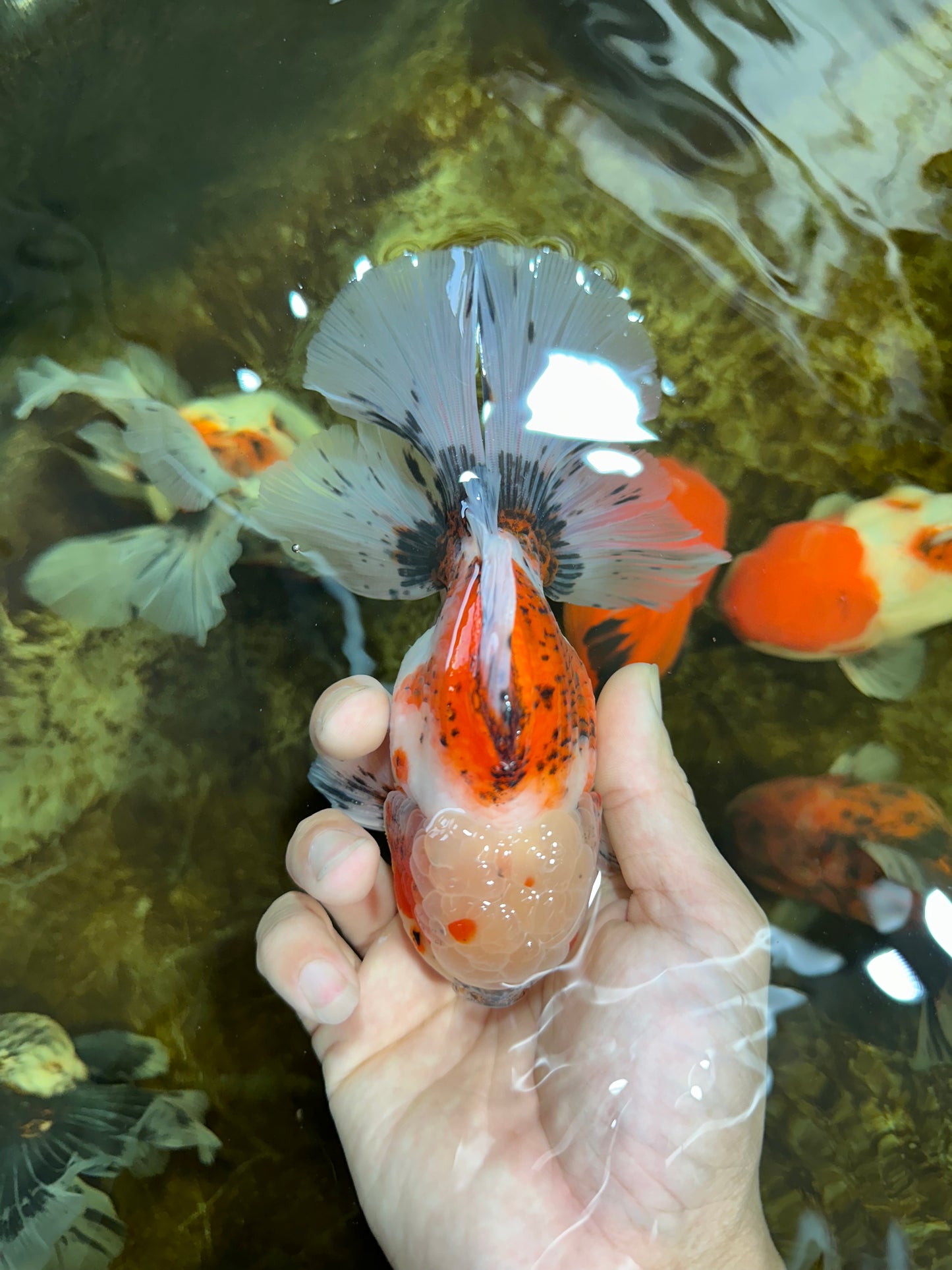 A Grade Young Godzilla Sakura Oranda Male 5.5 inches #080825OR_18