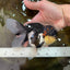 AAA Grade TOP Tricolor Oranda Female 6 inches #051625OR_31