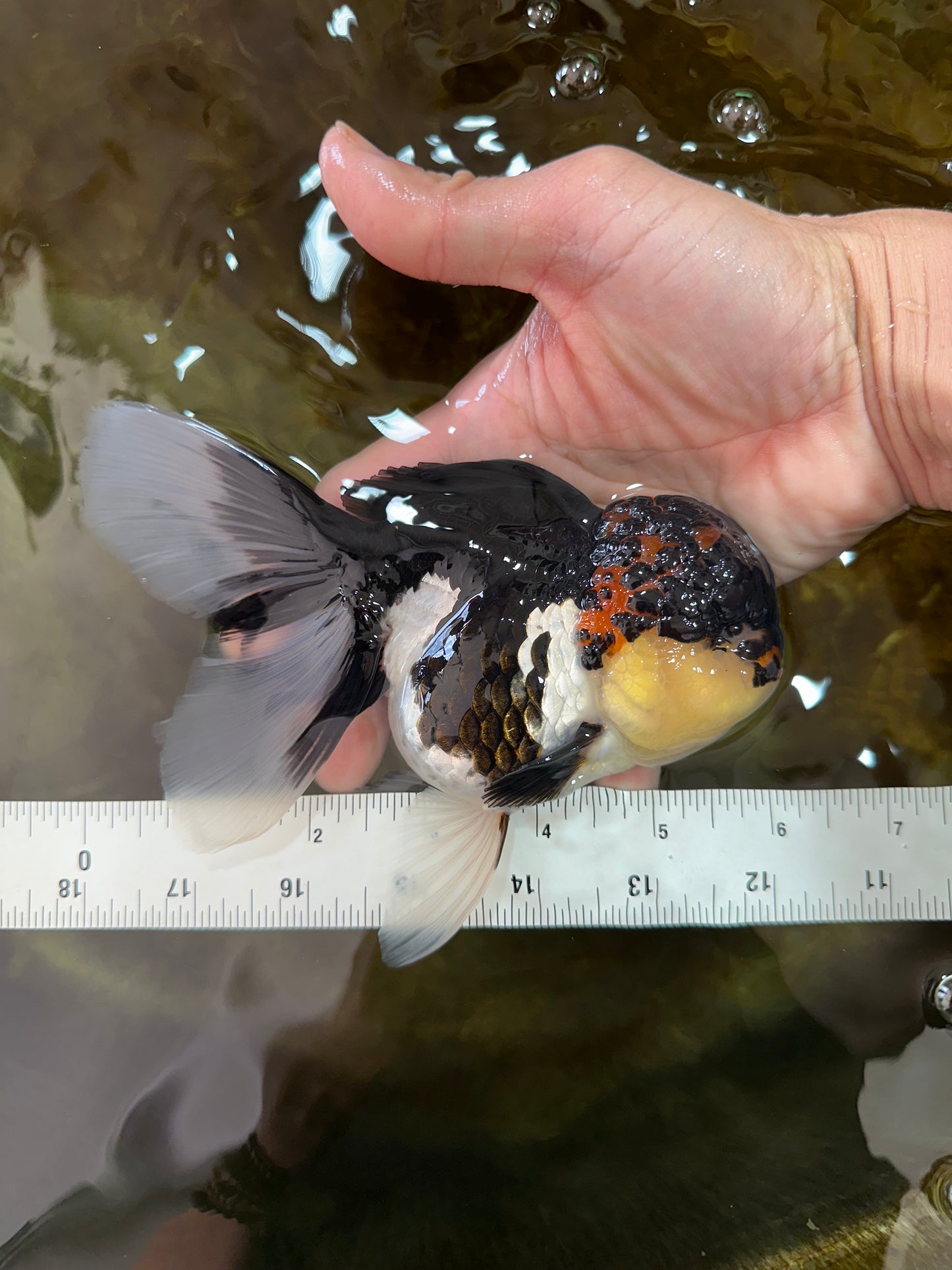 AAA Grade TOP Tricolor Oranda Female 6 inches #051625OR_31