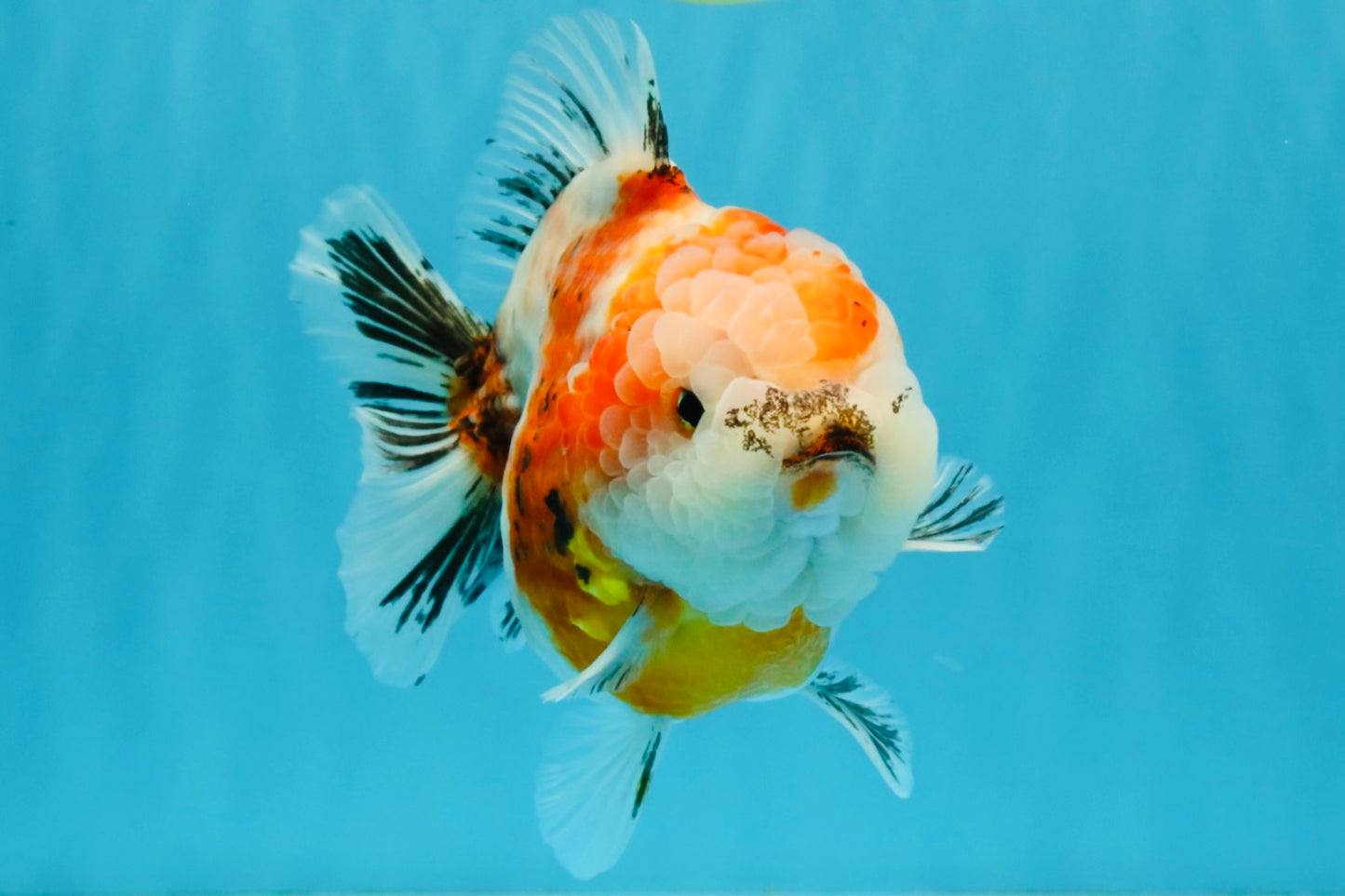 A Grade Sakura Yuanbao Female 5.5 inches #041026YB_24