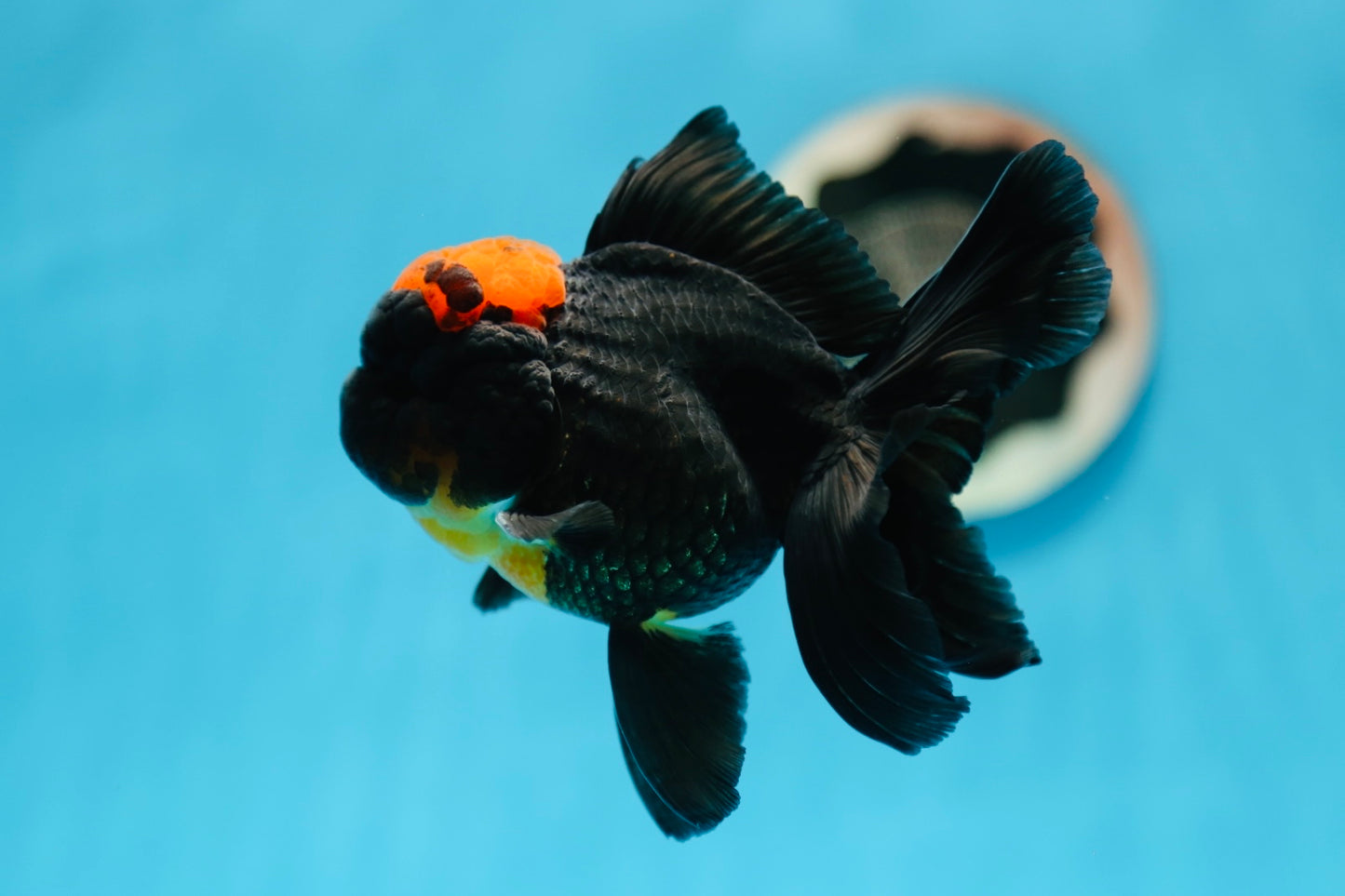 Oranda macho tricolor con cabeza de lava de grado A, 4,5 pulgadas, n.º 0825OR_10