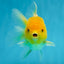 A Grade Lemonhead Oranda Male 4.5-5 inches #080125OR_25