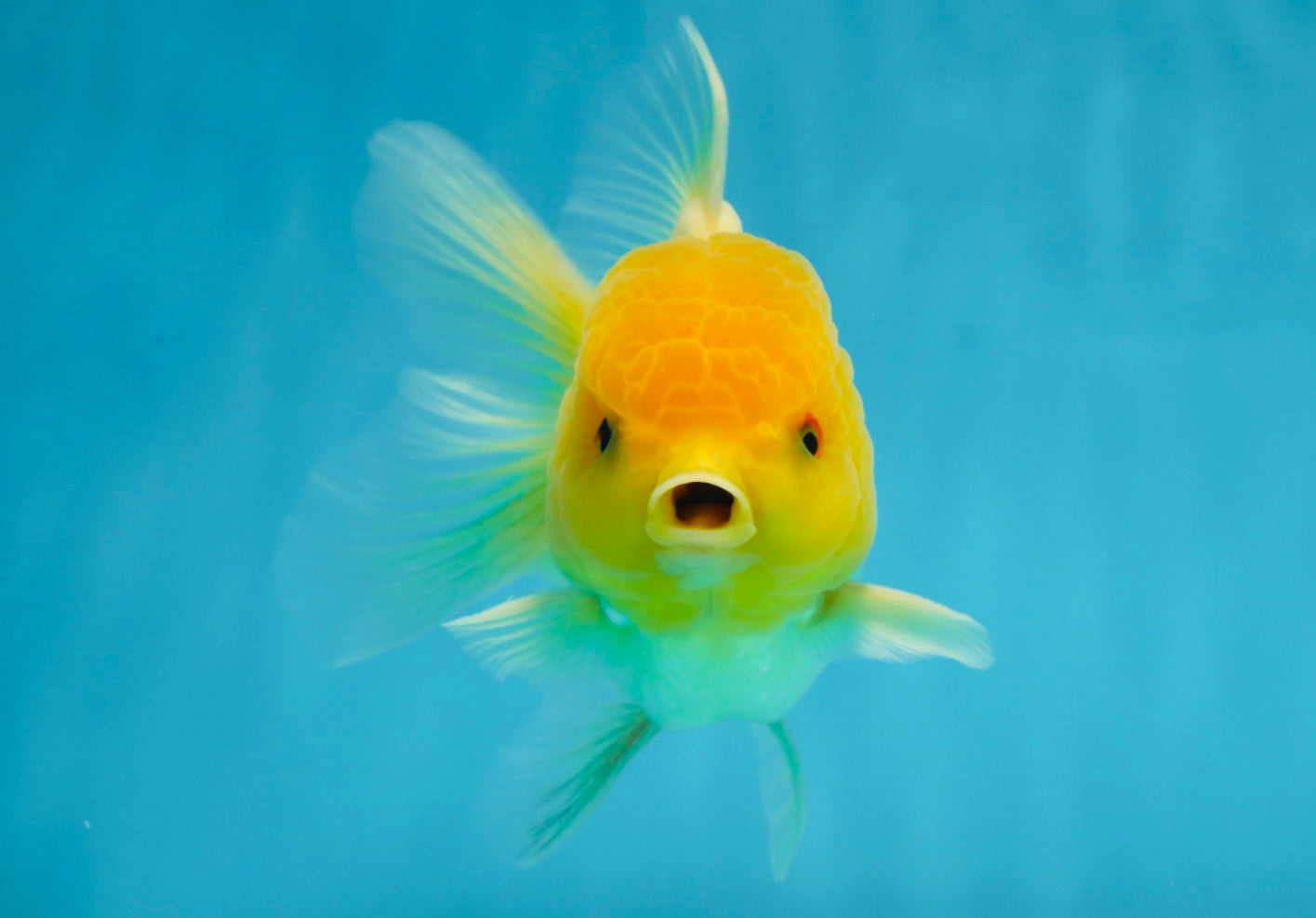 A Grade Lemonhead Oranda Male 4.5-5 inches #080125OR_25