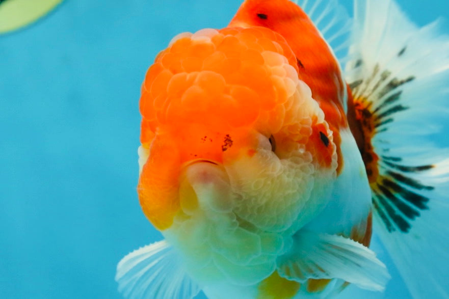 AAA Grade Godzilla Sakura Button Eyes Oranda Male 5-5.5 inches #052325_10