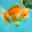A Grade Red White Oranda Male 6 inches #081426OR_10