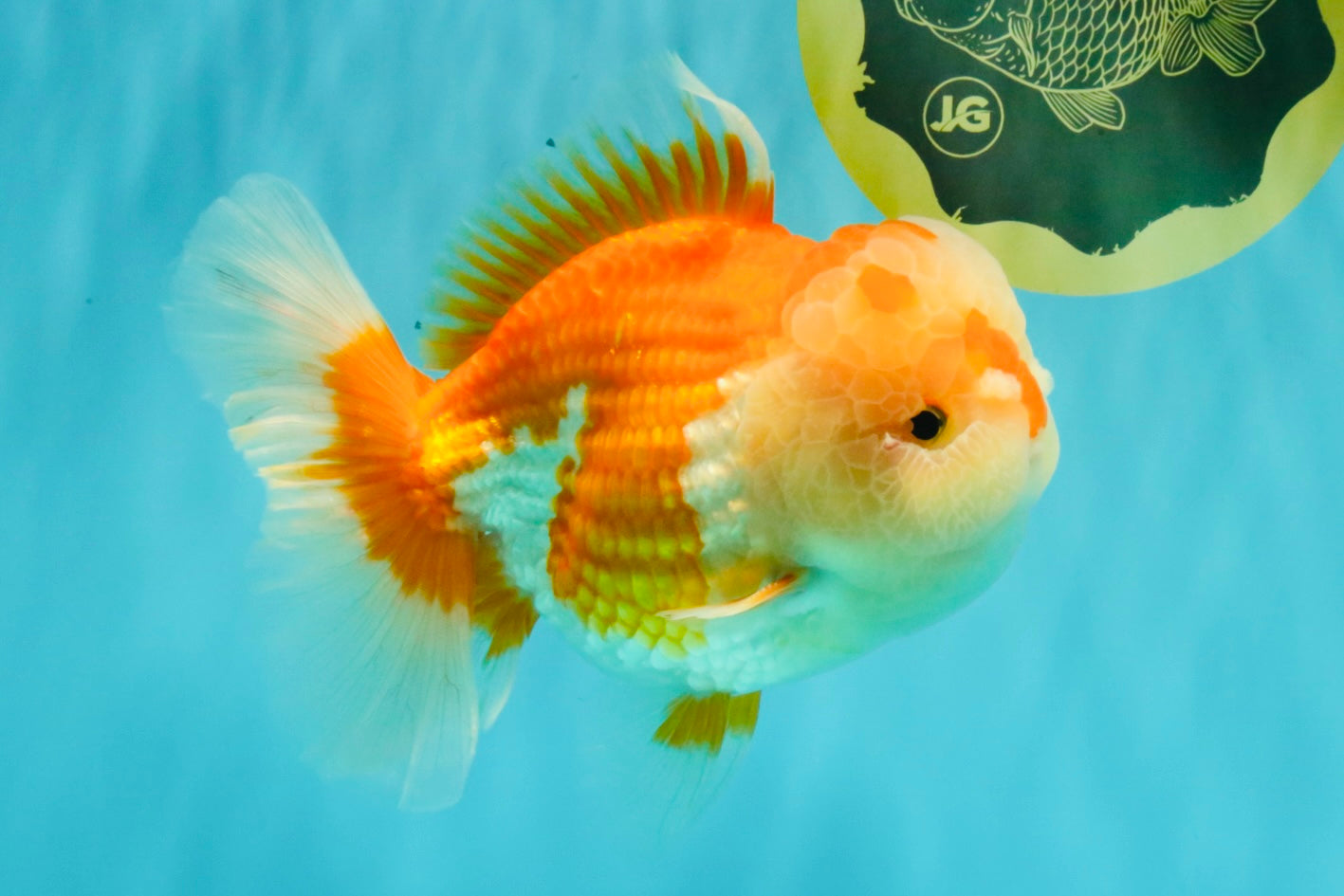 A Grade Red White Oranda Male 6 inches #081426OR_10