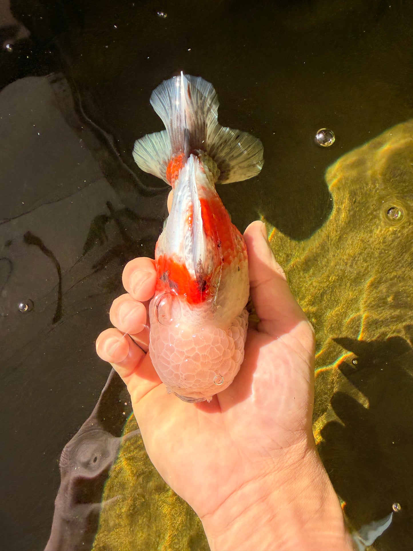 A Grade Sakura Yuanbao Male 5.5 inches #032026YB_23