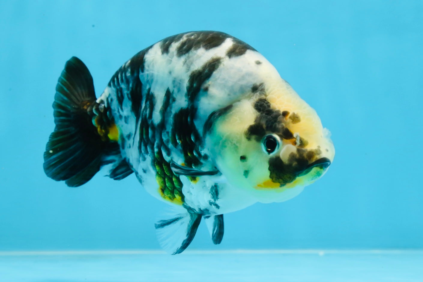UNIQUE Ink Ranchu Female 5 inches #101725RC_15