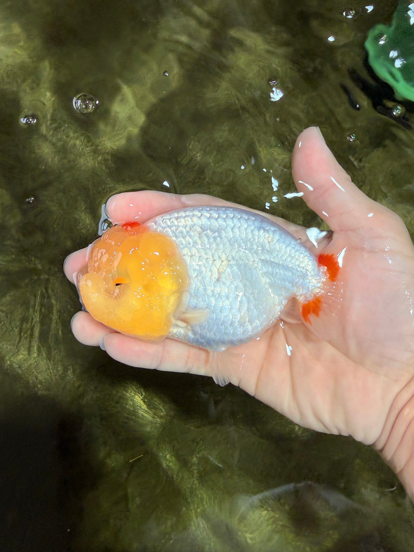 A Grade Red White LionQueen 4.5 inches #031326LC_07