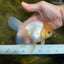 A Grade Lemonhead Oranda Male 5-5.5 inches #091925OR_03