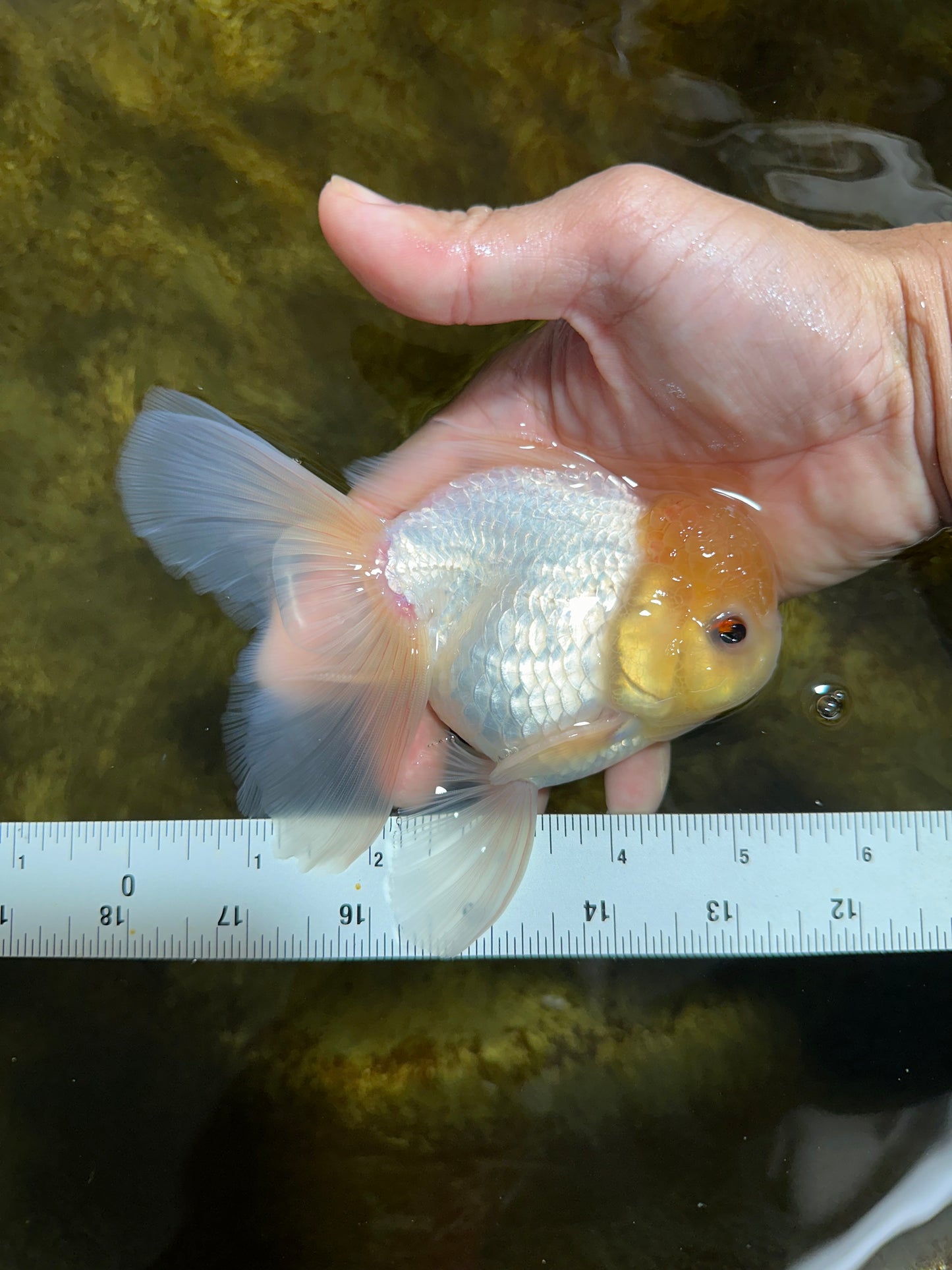 A Grade Lemonhead Oranda Male 5-5.5 inches #091925OR_03