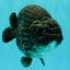 CHUBBY AAA Grade Black Blue Ranchu Female 5.5 inches #100926RC_31