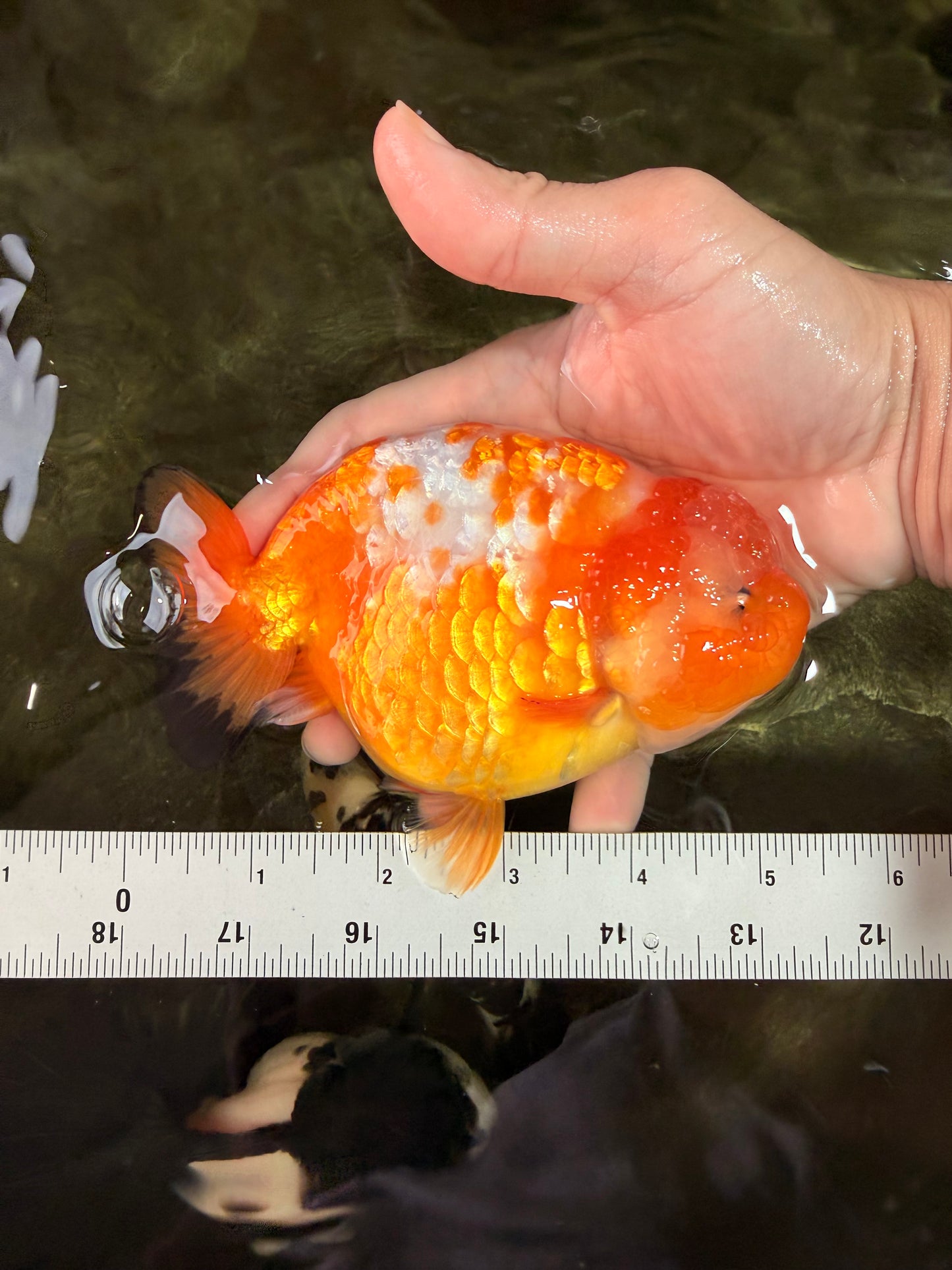 Chinese Sakura Ranchu Female 5-5.5 inches #031326RC_12