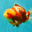 SUPER CUTE AAA Grade Strong Body Structure Kohaku Red White Yuanbao Male 6 inches #092526YB_12