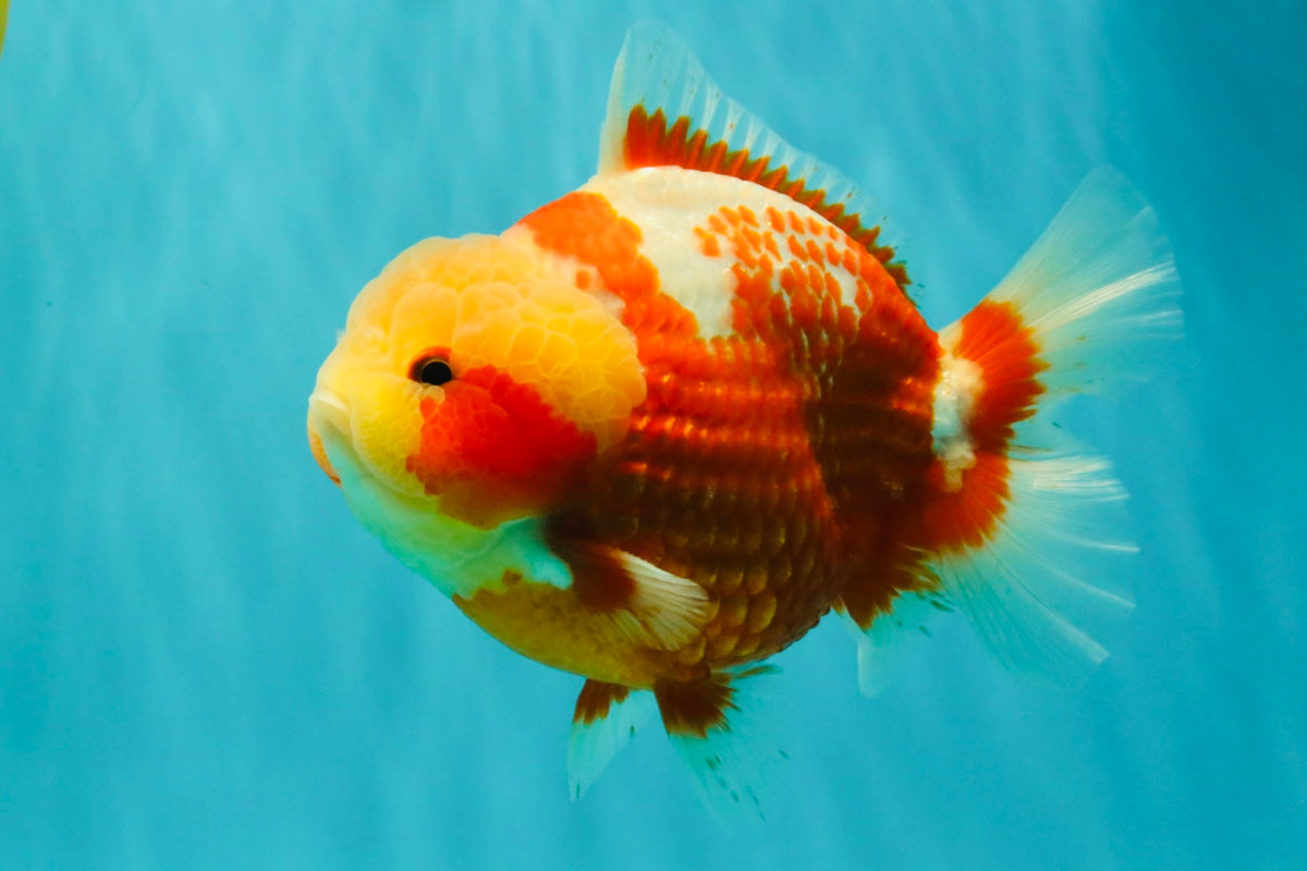 SUPER CUTE AAA Grade Strong Body Structure Kohaku Red White Yuanbao Male 6 inches #092526YB_12