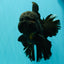 GODZILLA AAA Grade Black Lava Oranda Male 6.5-7 inches #092526OR_02