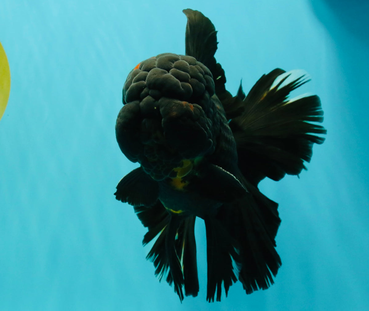 GODZILLA AAA Grade Black Lava Oranda Male 6.5-7 inches #092526OR_02
