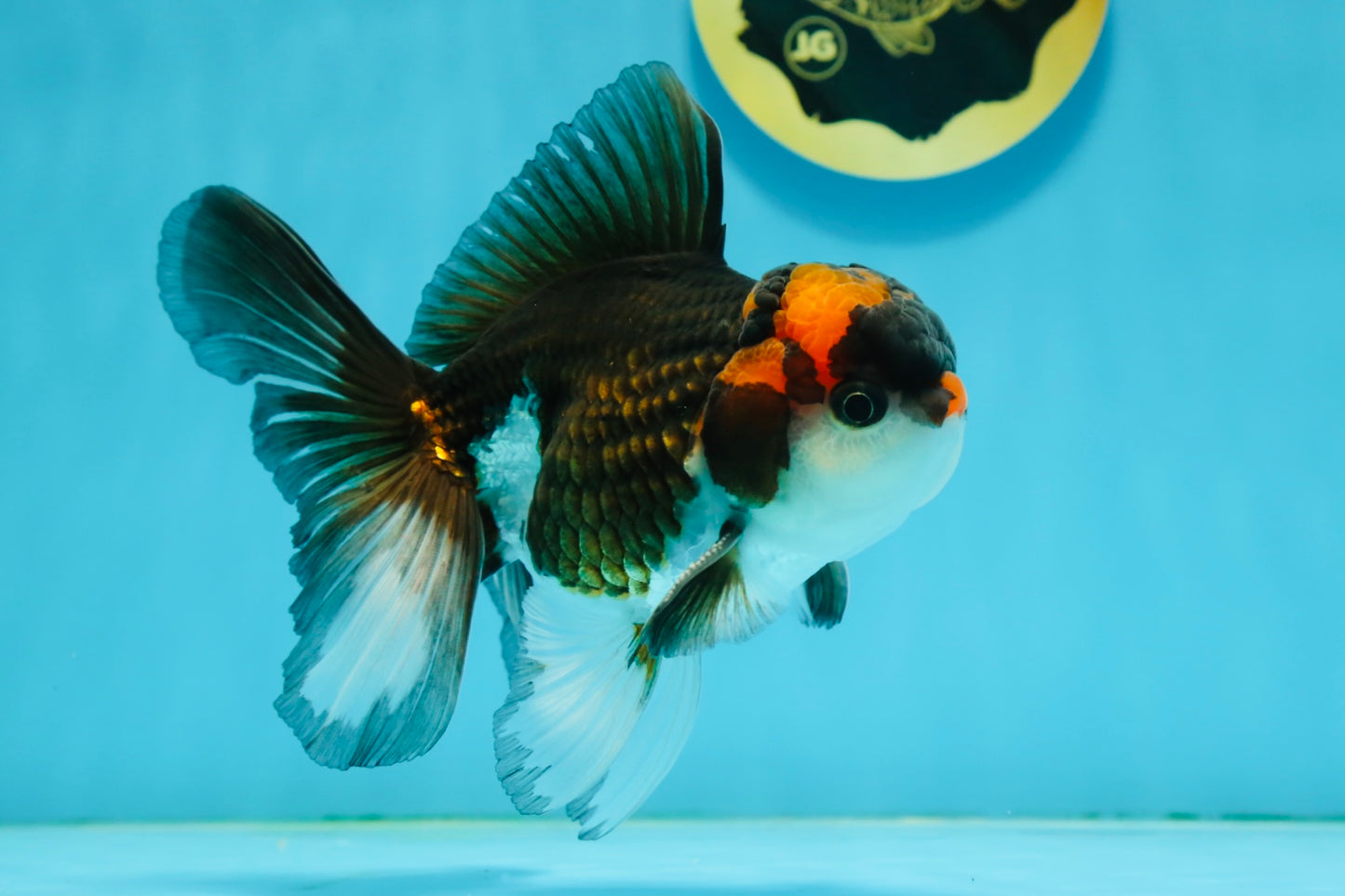 A Grade Tricolor Lava Head Oranda Male 5-5.5 inches #120624OR_03