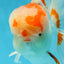 AAA JUMBO Grade Red White Oranda Male 6.5 inches #051625OR_33