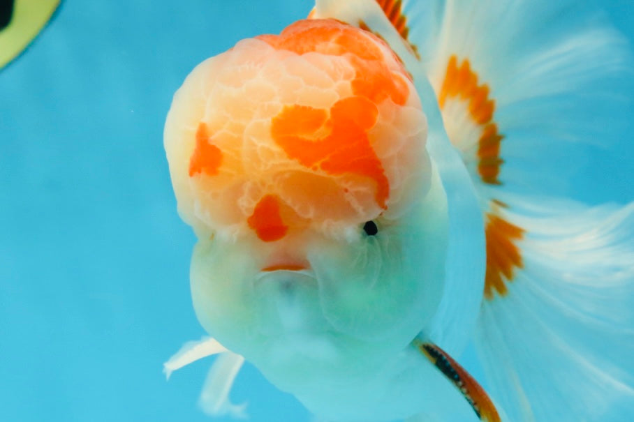 AAA JUMBO Grade Red White Oranda Male 6.5 inches #051625OR_33