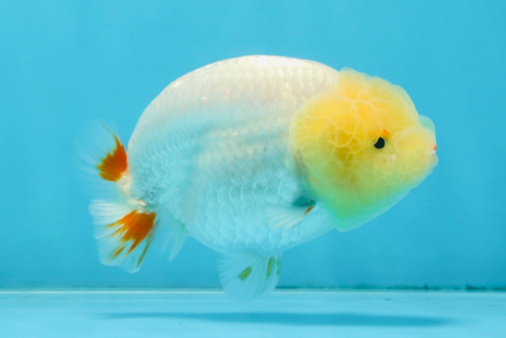 AAA Grade Young Red White LionQueen 4 inches #101025LC_11