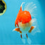 A Grade Red White Oranda Male 5.5-6 inches #080825OR_17