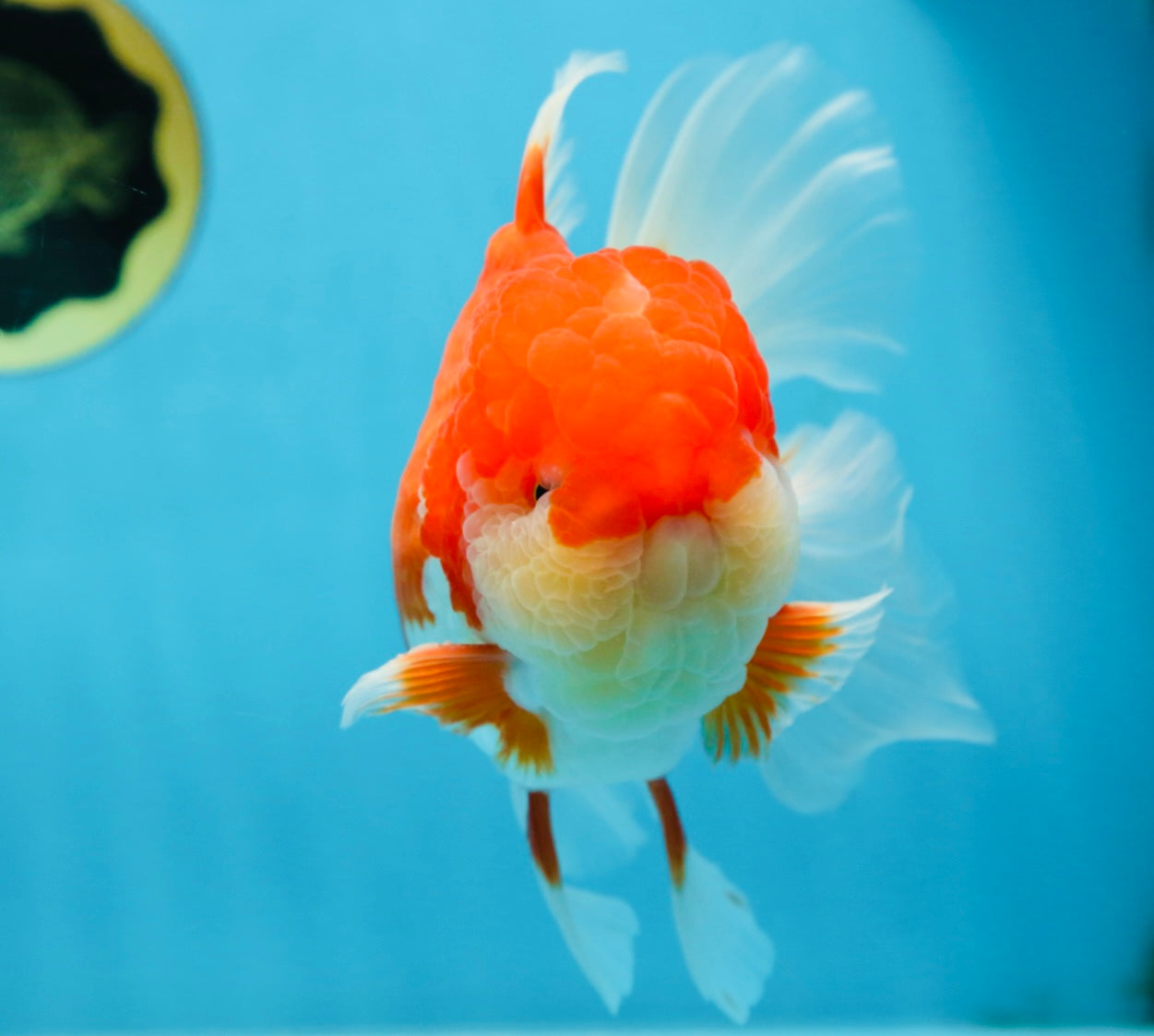 A Grade Red White Oranda Male 5.5-6 inches #080825OR_17