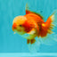 A Grade Red White Oranda Male 6 inches #100926OR_22