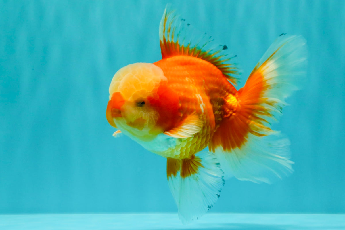 A Grade Red White Oranda Male 6 inches #100926OR_22
